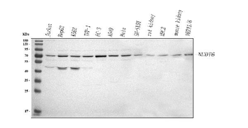 NUDT6 Rabbit Polyclonal Antibody