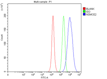 NSMCE2 Rabbit Polyclonal Antibody