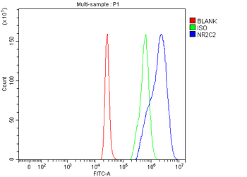 NR2C2 Rabbit Polyclonal Antibody