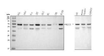 NR2C2 Rabbit Polyclonal Antibody