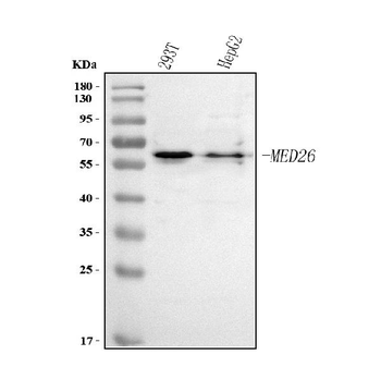 MED26 Rabbit Polyclonal Antibody