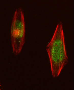 NUP107 Rabbit Polyclonal Antibody