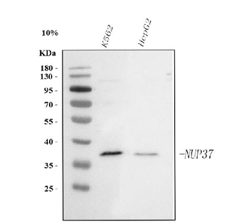 NUP37 Rabbit Polyclonal Antibody