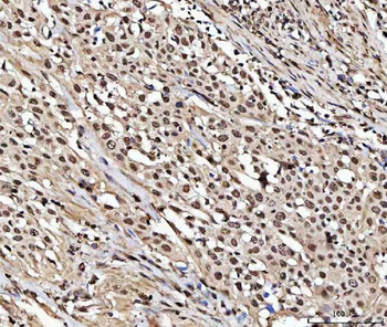 NUMA/NUMA1 Rabbit Polyclonal Antibody