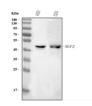 NUF2 Rabbit Polyclonal Antibody