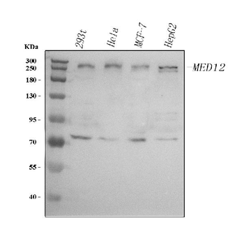 MED12 Rabbit Polyclonal Antibody