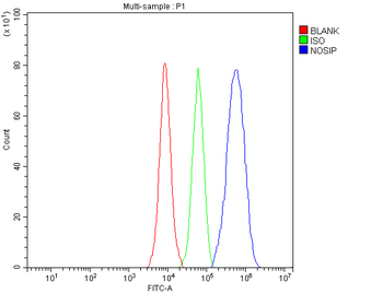 NOSIP Rabbit Polyclonal Antibody