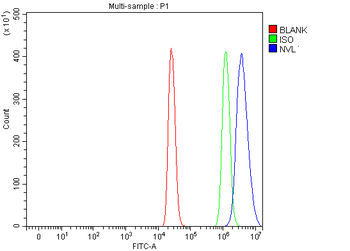 NVL Rabbit Polyclonal Antibody