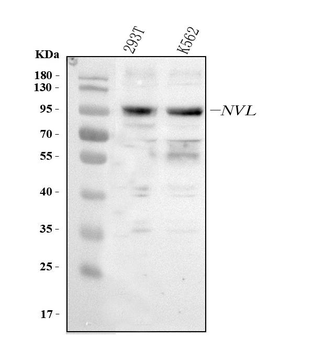 NVL Rabbit Polyclonal Antibody