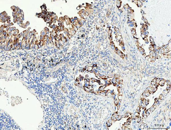 PRODH Rabbit Polyclonal Antibody