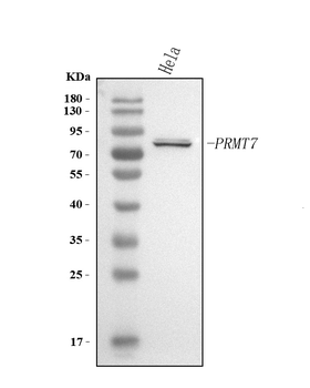 PRMT7 Rabbit Polyclonal Antibody