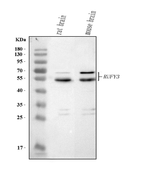 RUFY3 Rabbit Polyclonal Antibody