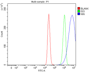 Ninein/NIN Rabbit Polyclonal Antibody