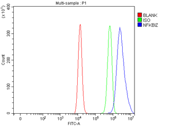 NFKBIZ Rabbit Polyclonal Antibody
