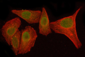 NFKBIZ Rabbit Polyclonal Antibody