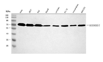 Sam68/KHDRBS1 Rabbit Polyclonal Antibody