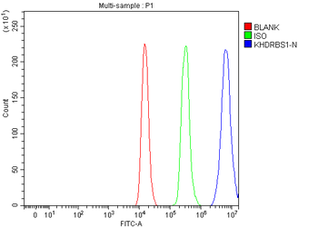 Sam68/KHDRBS1 Rabbit Polyclonal Antibody