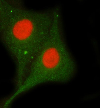 Sam68/KHDRBS1 Rabbit Polyclonal Antibody