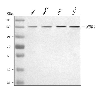 NBR1 Rabbit Polyclonal Antibody