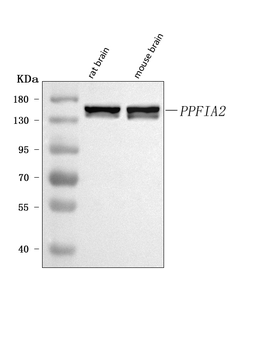 PPFIA2 Rabbit Polyclonal Antibody
