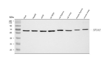SF3A2 Rabbit Polyclonal Antibody