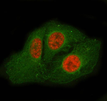 SF3A2 Rabbit Polyclonal Antibody