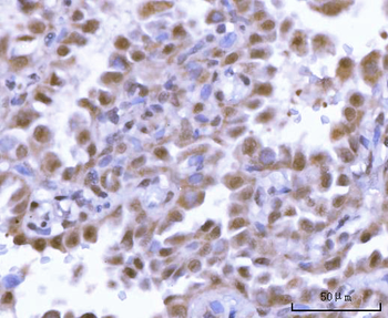 SF3A2 Rabbit Polyclonal Antibody