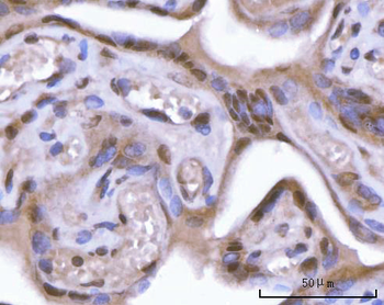 SF3A2 Rabbit Polyclonal Antibody
