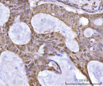 SF3A2 Rabbit Polyclonal Antibody