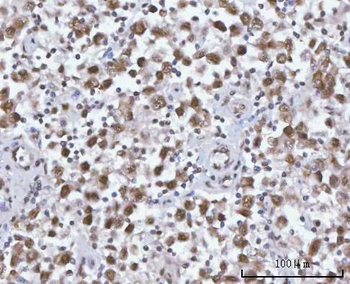SF3A2 Rabbit Polyclonal Antibody
