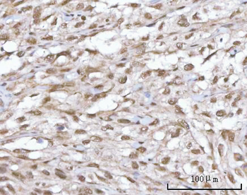 SF3A2 Rabbit Polyclonal Antibody
