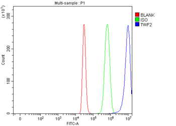 TWF2 Rabbit Polyclonal Antibody