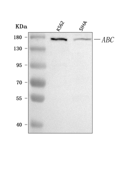 CEP164 Rabbit Polyclonal Antibody