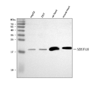 NDUFA8 Rabbit Polyclonal Antibody