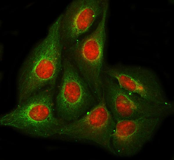 RPB5/POLR2E Rabbit Polyclonal Antibody