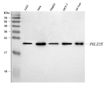 RPB5/POLR2E Rabbit Polyclonal Antibody