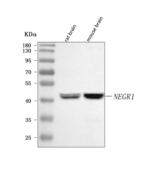 NEGR1 Rabbit Polyclonal Antibody