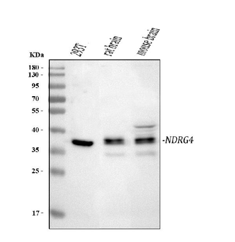 NDRG4 Rabbit Polyclonal Antibody