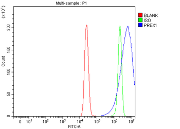 PREX1 Rabbit Polyclonal Antibody