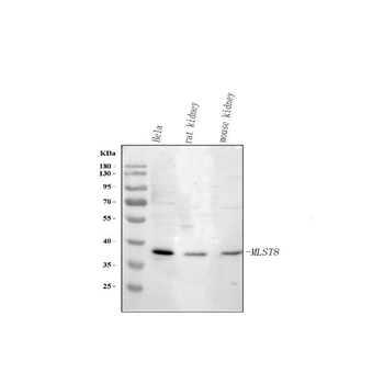 MLST8 Rabbit Polyclonal Antibody