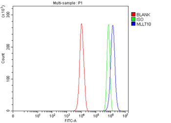 MLLT10 Rabbit Polyclonal Antibody