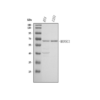 MANSC1 Rabbit Polyclonal Antibody