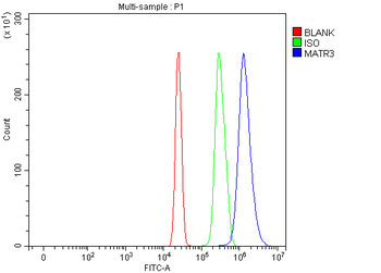 MATR3 Rabbit Polyclonal Antibody