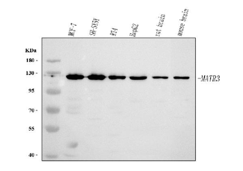 MATR3 Rabbit Polyclonal Antibody