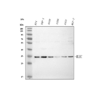 Malectin/MLEC Rabbit Polyclonal Antibody