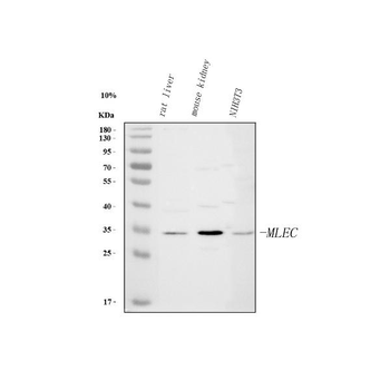 Malectin/MLEC Rabbit Polyclonal Antibody