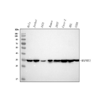 EB1/MAPRE1 Rabbit Polyclonal Antibody