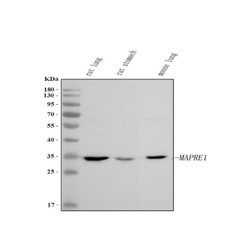 EB1/MAPRE1 Rabbit Polyclonal Antibody