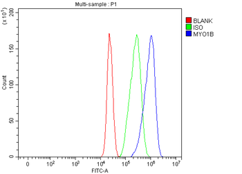 MYO1B Rabbit Polyclonal Antibody
