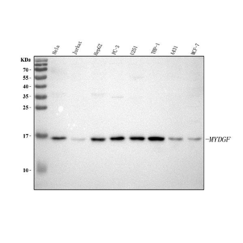 C19orf10/MYDGF Rabbit Polyclonal Antibody